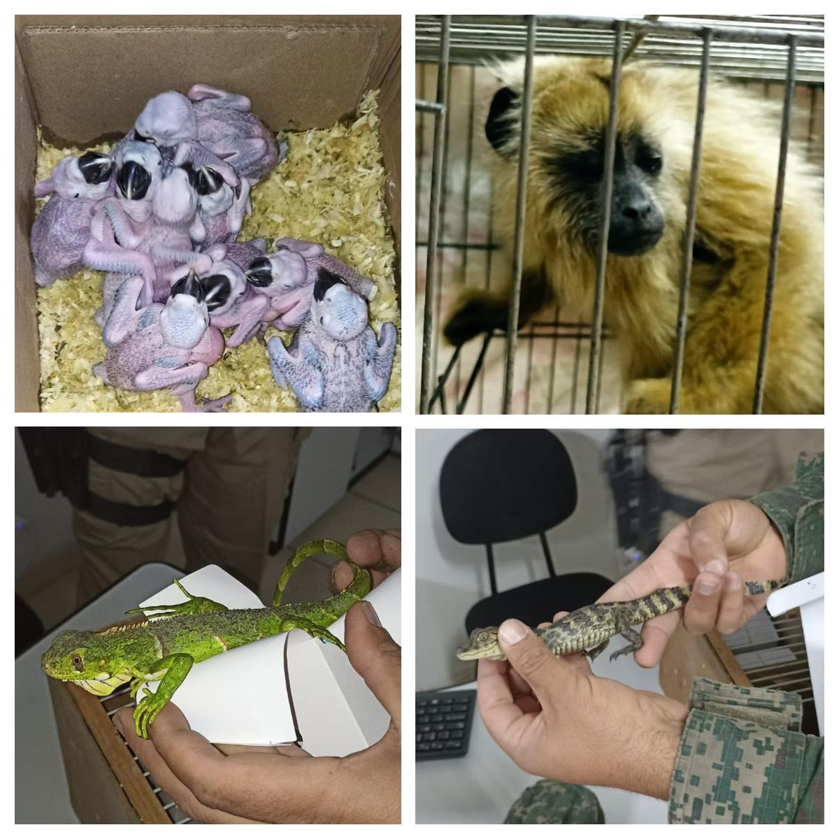 Animais recuperados com o grupo (Foto/PMMG/Divulgação)