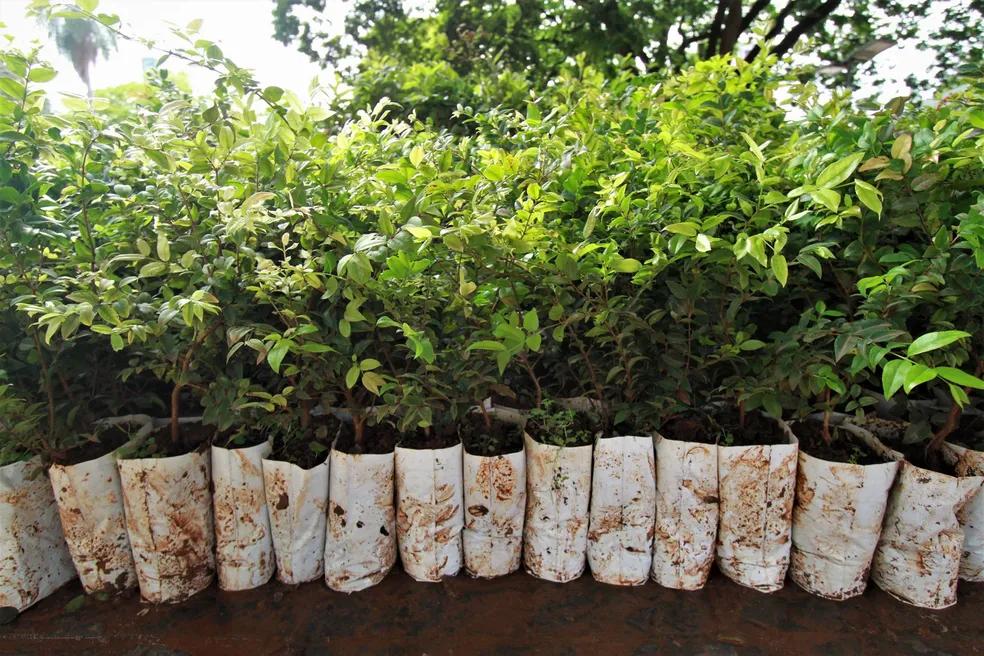 Iniciativa “Árvore Certa no Lugar Certo” ocorre nesta terça-feira (24), no bairro Recanto da Terra, com participação de estudantes da rede municipal (Foto/Reprodução)