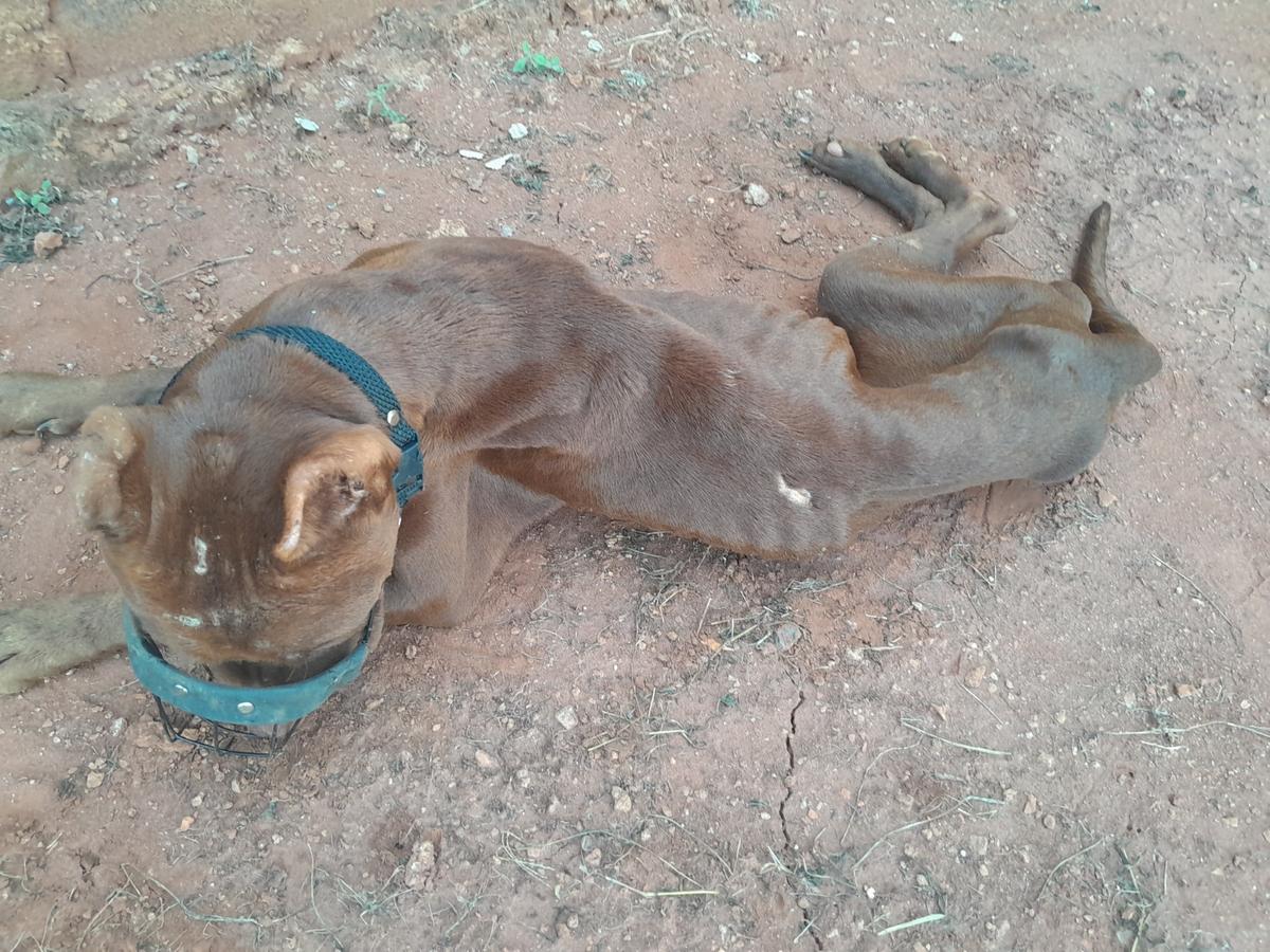 O animal foi imediatamente resgatado e está internado no Hospital Veterinário da Uniube (HVU), onde recebe tratamento intensivo e acompanhamento das protetoras (Foto/Reprodução)