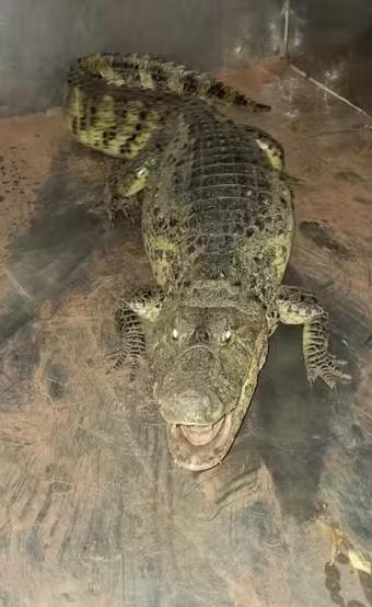 O animal passou a noite em uma gaiola sobre um reboque e, na manhã desta terça-feira (16), foi solto no Rio Paranaíba (Foto/Reprodução)