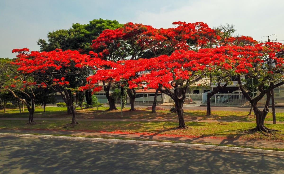 A Primavera, a estação das flores, começa nesta segunda-feira, às 15h19, e a previsão é de volta das chuvas, mas devem ser em volumes menores que a média para o período   (Foto/Reprodução)