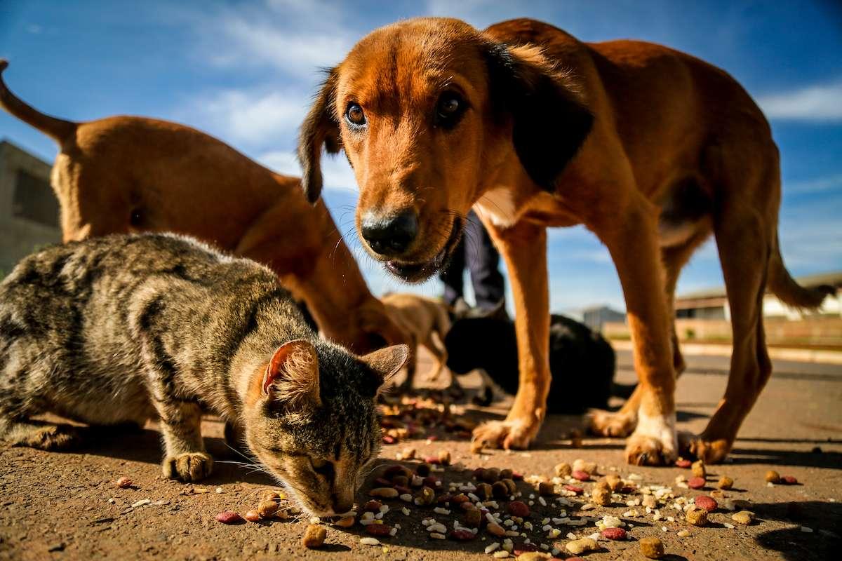 A ação já imunizou 31.116 cães e gatos em 2025, de acordo com balanço do Centro de Controle de Endemias e Zoonoses (Foto/Ilustrativa)