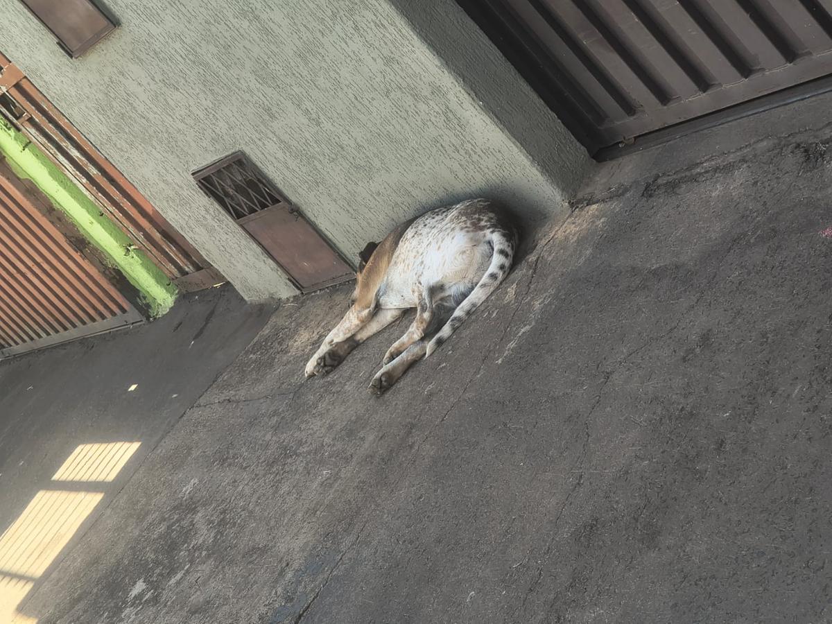 Os moradores criaram um abaixo assinado, em conformidade com o direito de segurança, solicitando a captura urgente do cachorro, para que ele passe por avaliação veterinária (Foto/Reprodução)