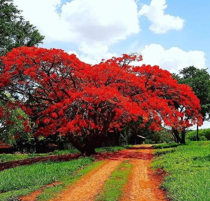 Jardins e áreas verdes urbanas ganham cores adicionais com espécies ornamentais como manacás, flamboyants e bougainvilles, que acompanham o ritmo da estação (Foto/Reprodução)