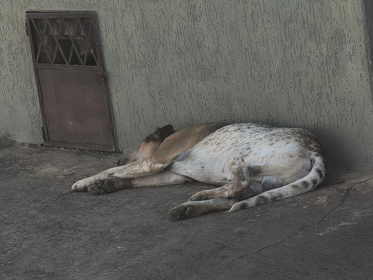 O animal foi atropelado no final de semana por uma caminhonete (Foto/Divulgação)
