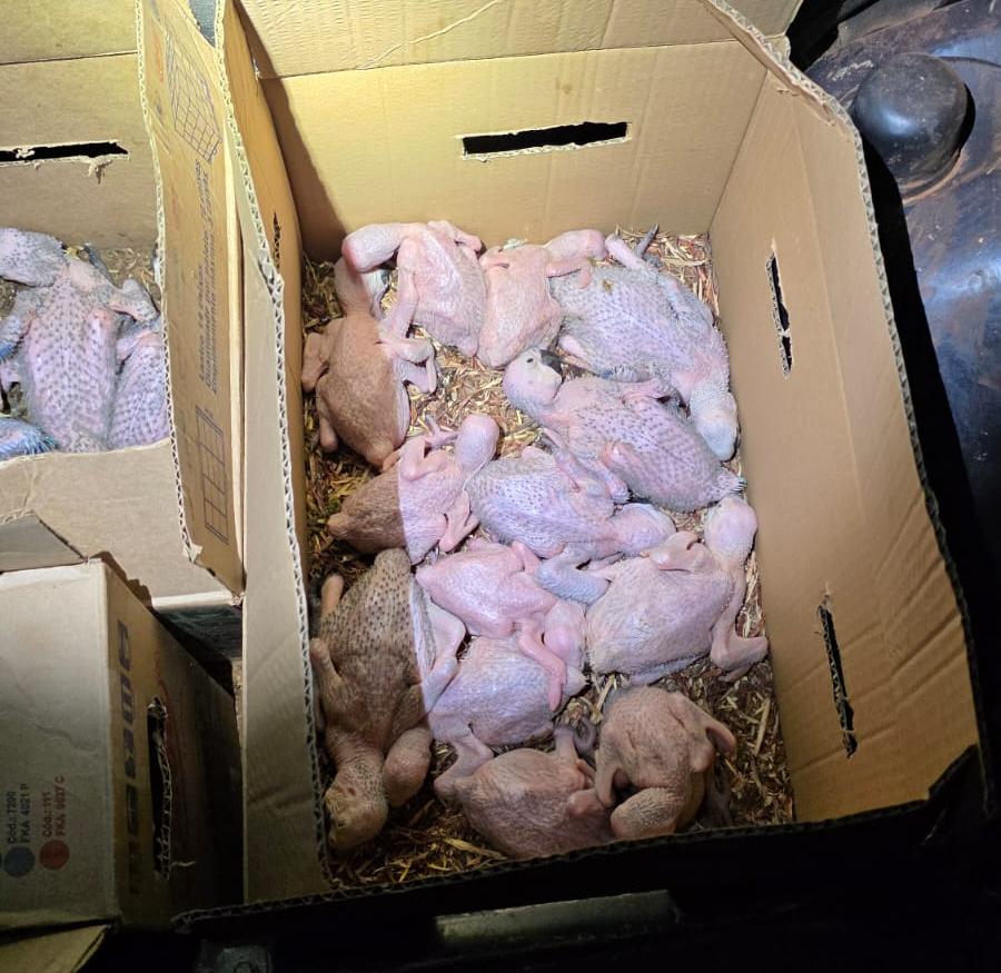 O motorista confessou que havia adquirido as aves na zona rural de União de Minas (MG) por R$ 5 mil e que pretendia revendê-las em uma feira clandestina no município de Guarulhos (SP) (Foto/Divulgação)