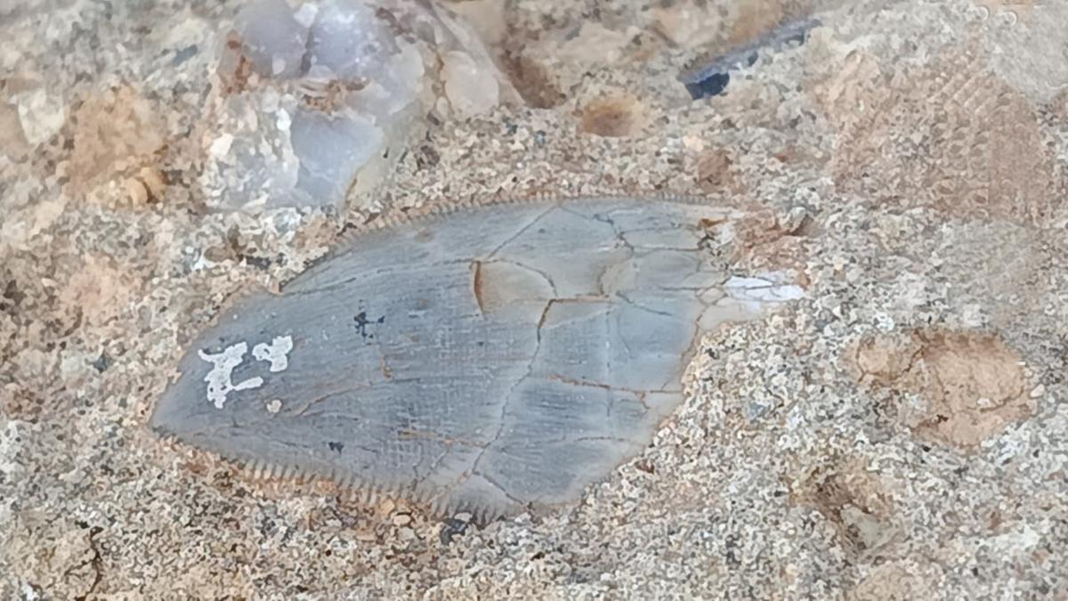 Dente de dinossauro carnívoro, achado hoje no Residencial Maria da Glória, que passa a ser considerado mais um sítio fossilífero da cidade  (Foto/Divulgação)