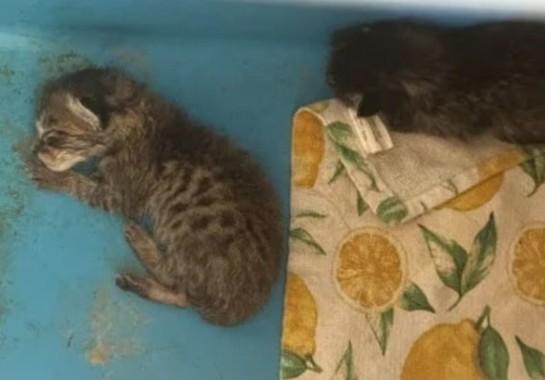 A professora Randy Brown teria oferecido um filhote supostamente doente, nascido de sua própria gata, como alimento ao réptil (Foto/Reprodução)
