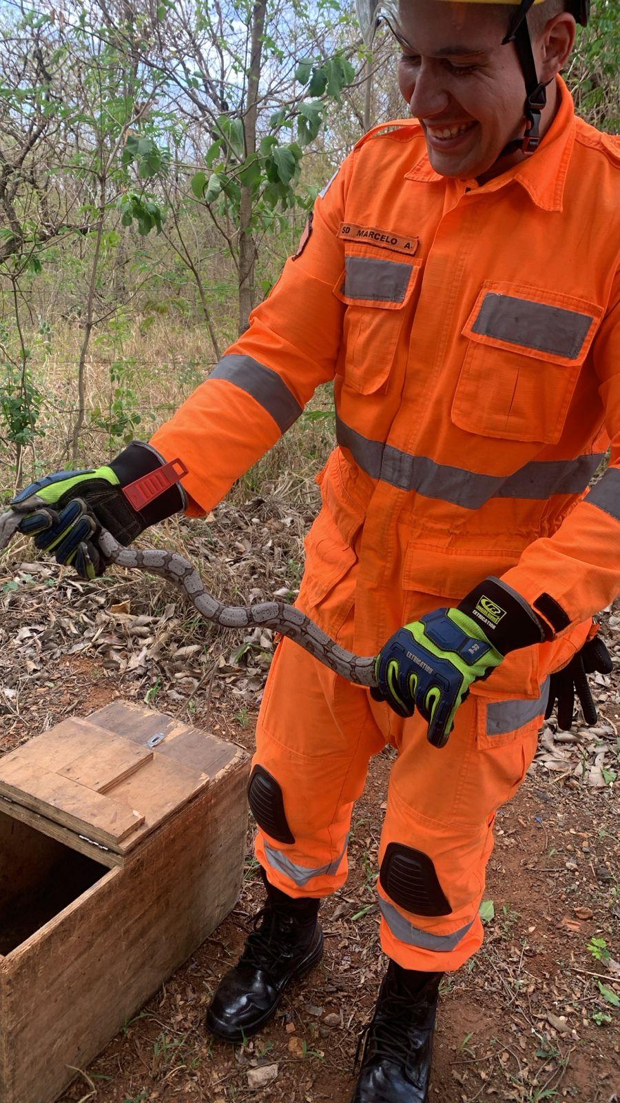Animal não é peçonhento e não apresentava ferimentos (Foto/Divulgação Corpo de Bombeiros)