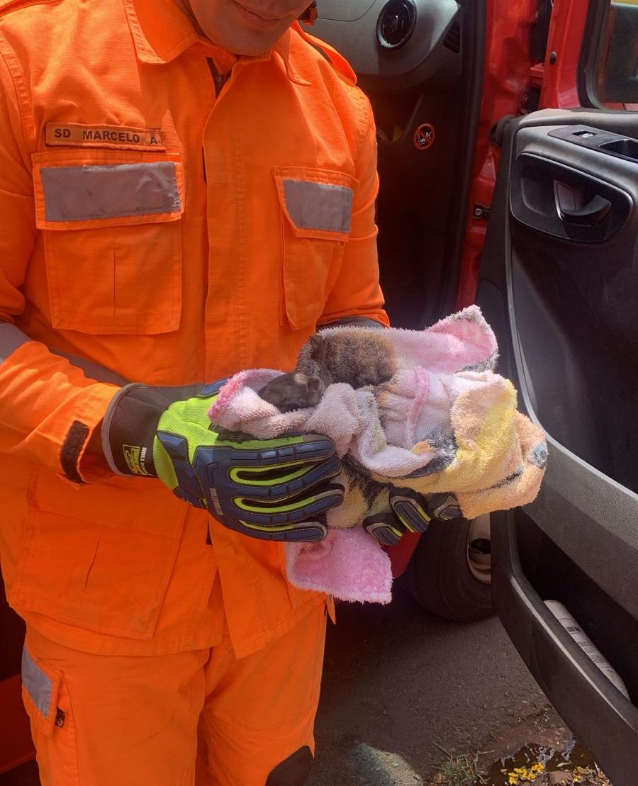 Animal estaria ferido devido a descarga da rede elétrica (Foto/Divulgação Corpo de Bombeiros)