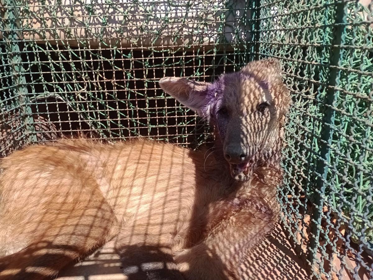 Animal apresentava ferimentos graves na região da cabeça, possivelmente causados por disparos de arma de fogo (Foto/Divulgação PMMG)