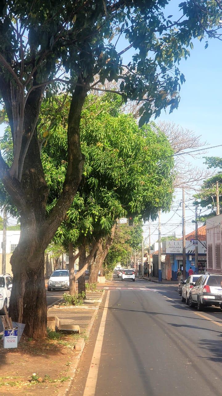 Vários condutores têm sido obrigados a parar em semáforos parcialmente encobertos pela folhagem, o que, em alguns casos, gera situações de risco (Foto/Reprodução)