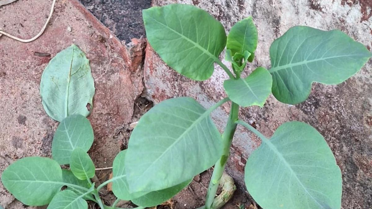 A planta venenosa é popularmente conhecida como “falsa couve”, “charuteira” ou “couve-do-mato” (Foto/Divulgação/Corpo de Bombeiros)