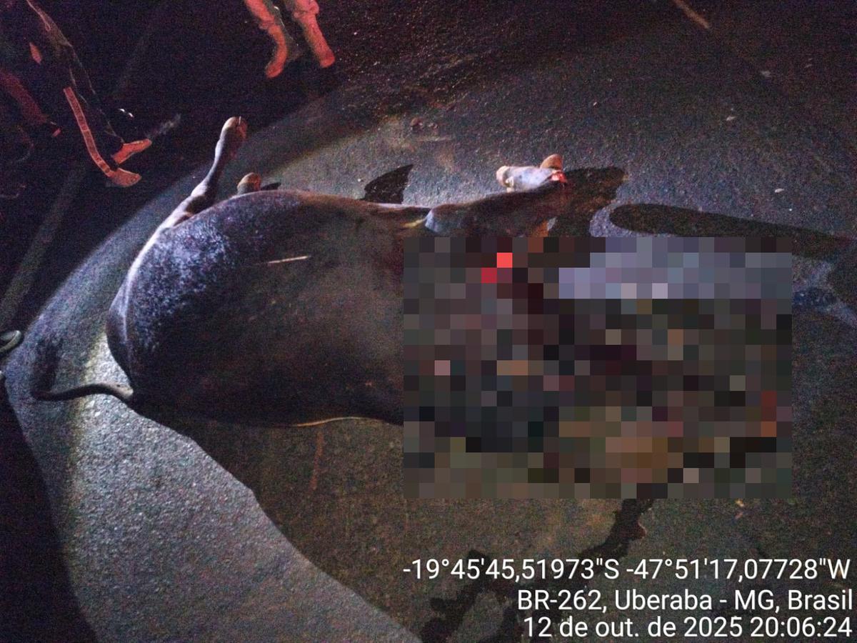 Uma motocicleta conduzida por um homem que vinha logo atrás também não conseguiu frear a tempo e colidiu com o animal já caído na pista (Foto/Divulgação)