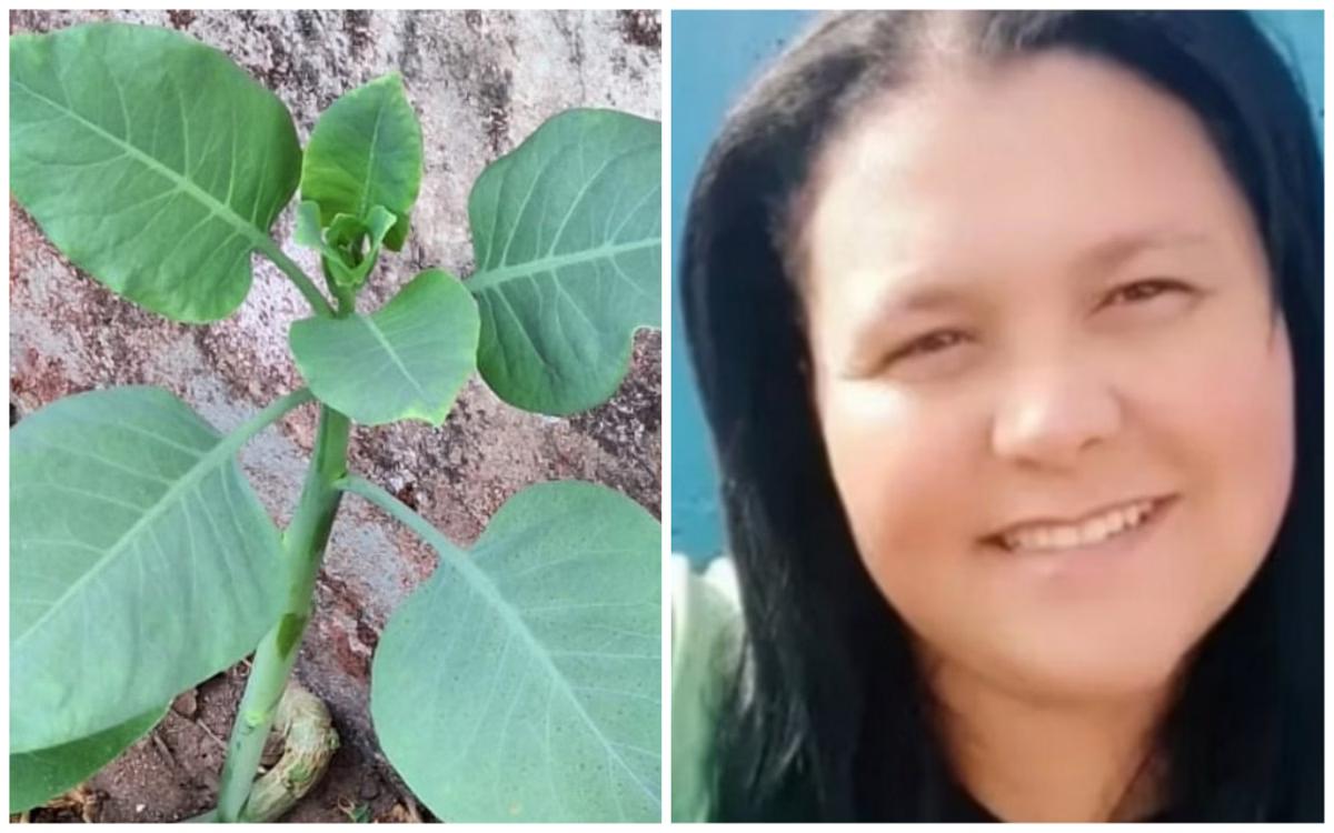 Claviana ficou internada durante seis dias após comer a 'couve falsa' (Foto/Divulgação/Corpo de Bombeiros/Reprodução/Redes sociais)