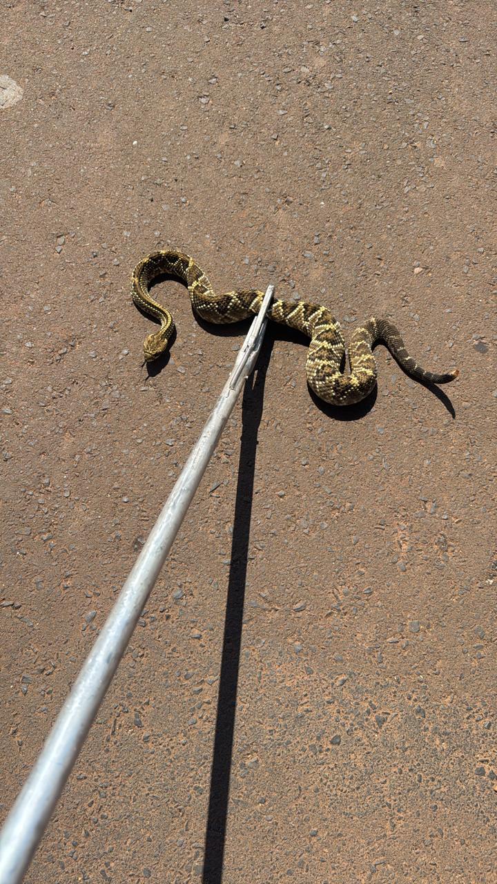 Uma equipe foi enviada ao local e, utilizando um pincão específico para o manejo de animais peçonhentos, realizou a captura da cobra com segurança (Foto/Divulgação)