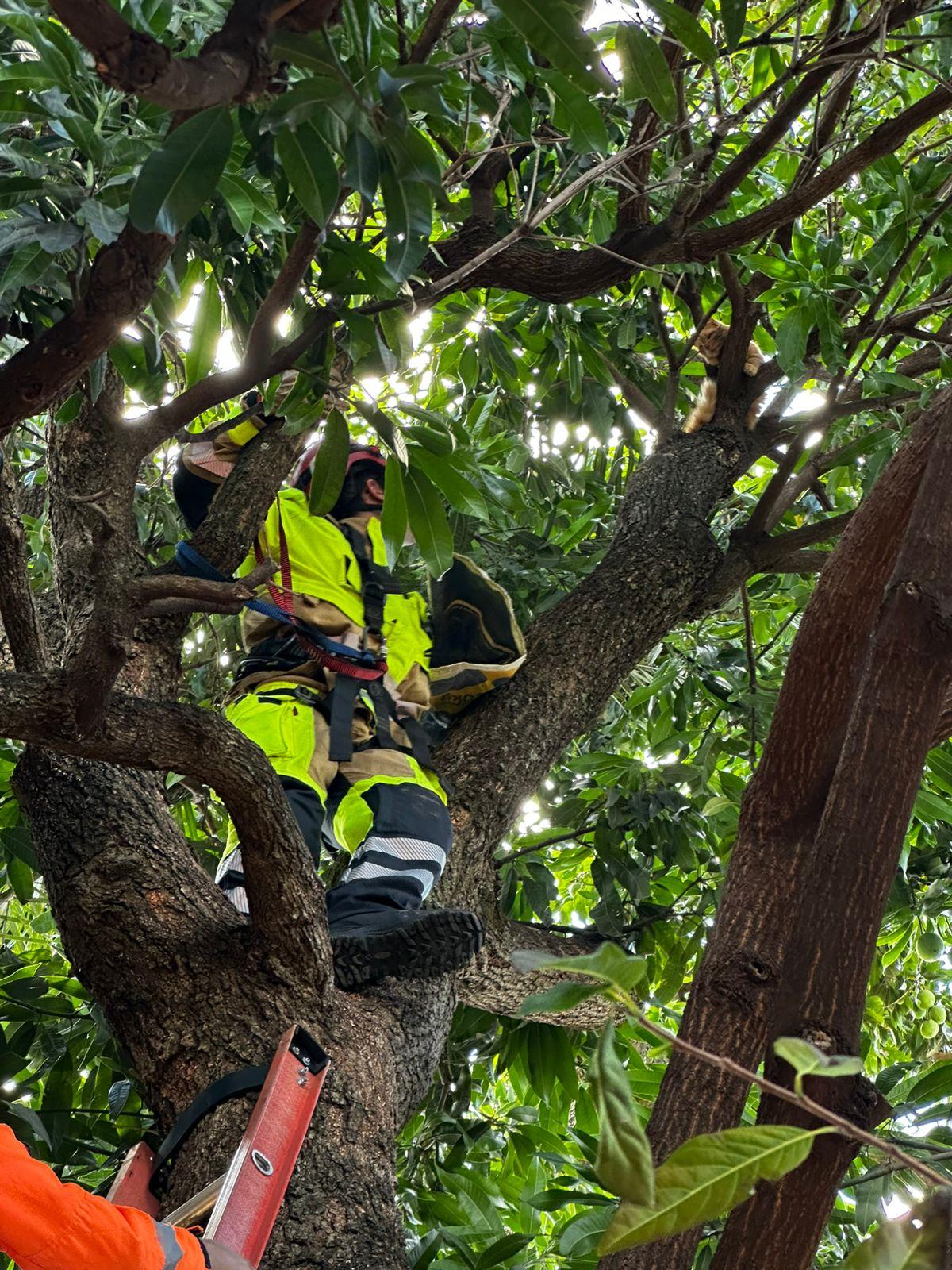 Para alcançar o felino, os militares utilizaram escada, Equipamentos de Proteção Individual (EPI) e realizaram progressão vertical com ancoragens seguras (Foto/Divulgação)