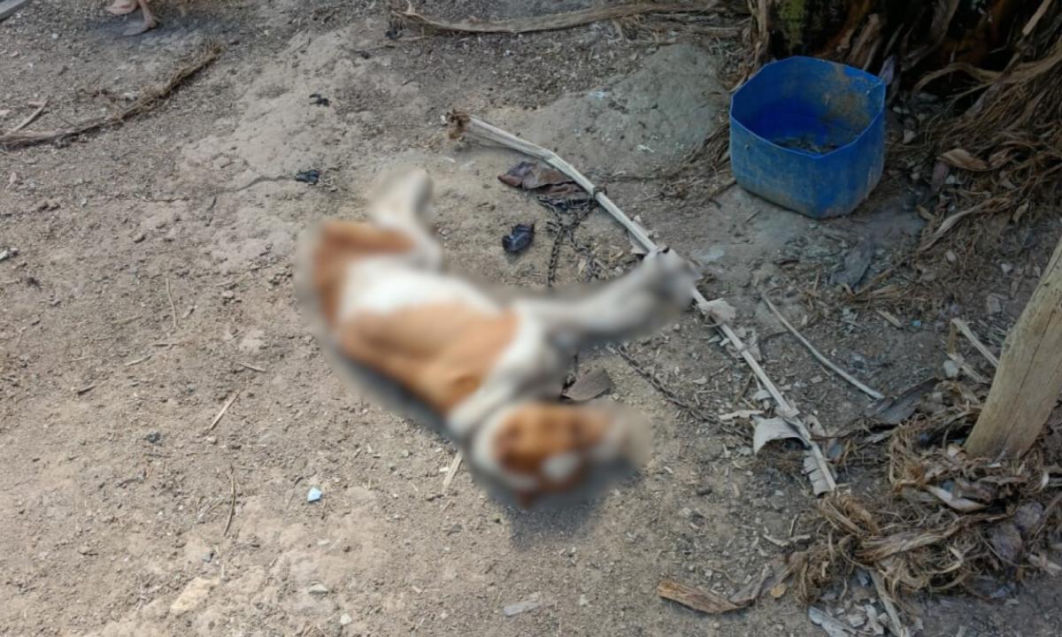 O animal, já sem vida no momento da vistoria, estava preso por uma corrente metálica, apresentava magreza extrema e não tinha acesso a água potável nem alimentação adequada (Foto/Divulgação)