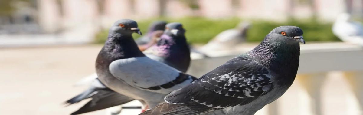 Zoonoses também orienta cuidados específicos: não alimentar pombos, remover ninhos e fezes dessas aves, e utilizar barreiras físicas para evitar abrigo (Foto/Reprodução)