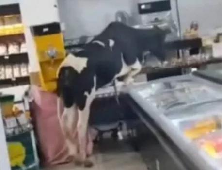 Imagens do circuito interno mostram o animal de grande porte caminhando entre as prateleiras, provocando correria entre clientes e funcionários (Foto/Reprodução)