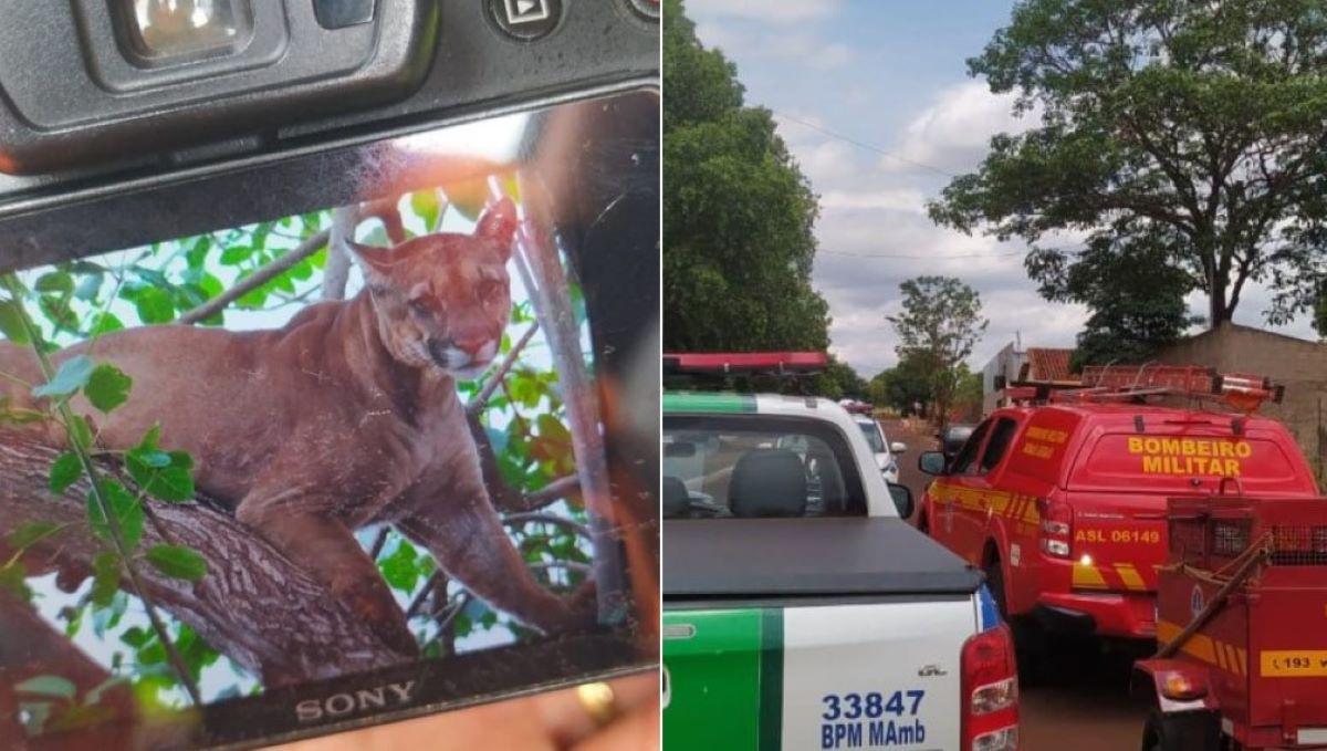 Corpo de Bombeiros e polícia ambientam montam operação para resgatar onça no topo de árvore em área urbana (Foto/Corpo de Bombeiros/Divulgação)