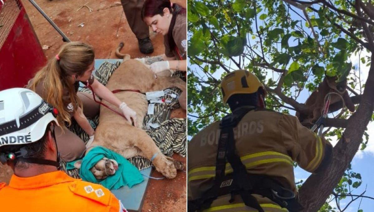 Equipes aplicaram um tranquilizante na onça para conseguir resgatá-la (Foto/Corpo de Bombeiros / Divulgação)