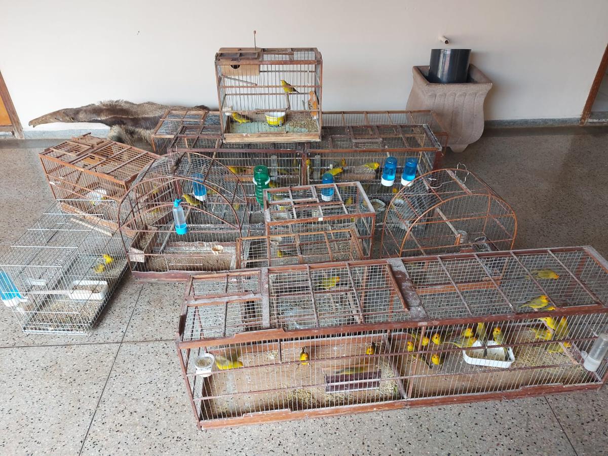 As aves eram mantidos de forma ilegal e agora terão destinação correta (Foto/Divulgação)