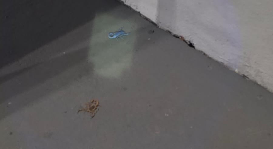 Segundo relatos, o problema já se arrasta por pelo menos 20 dias e preocupa principalmente pelo risco à segurança de idosos e crianças (Foto/Reprodução)