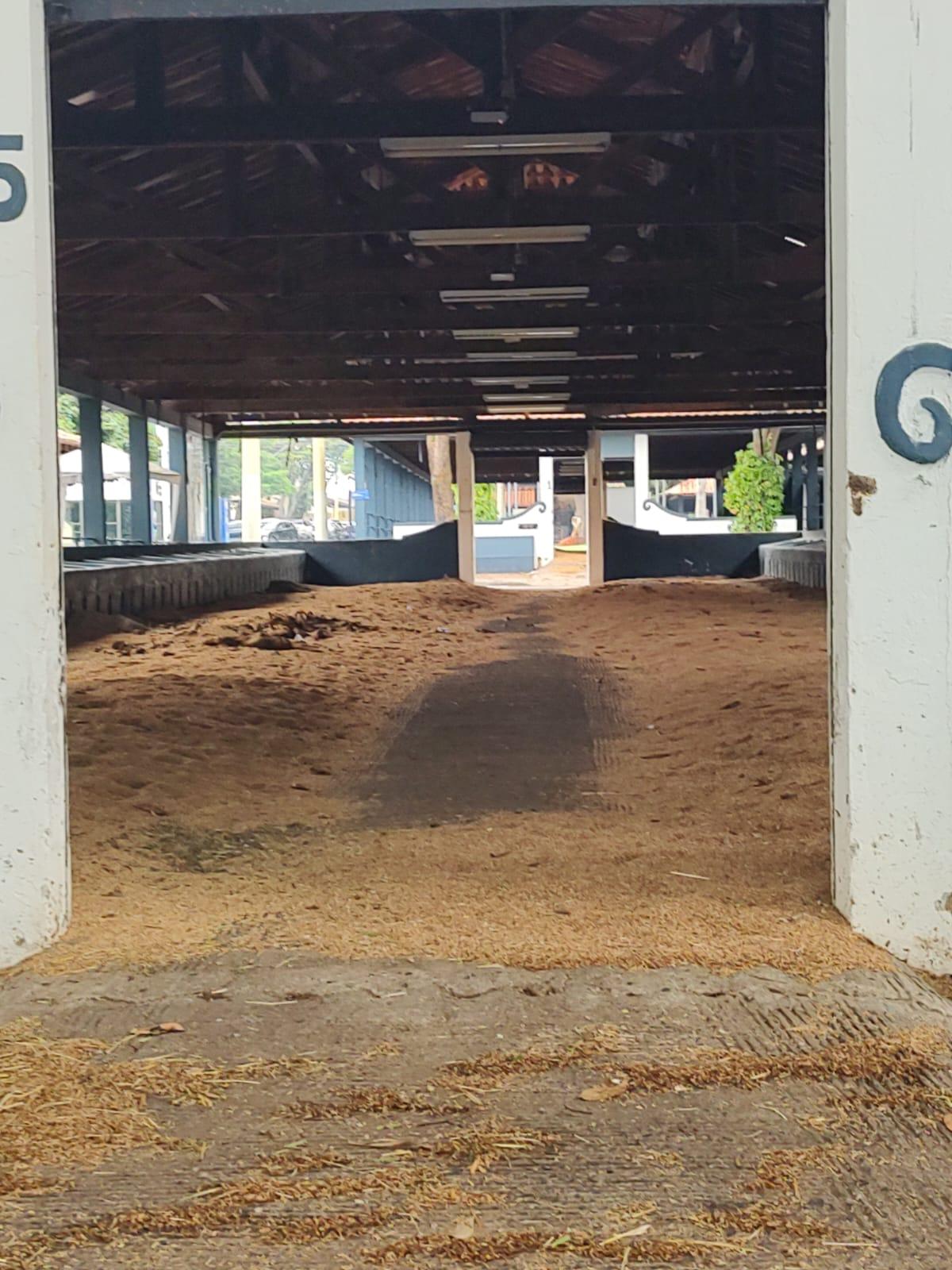 Um dos denunciantes evidenciou o fato de que, expostos ao calor e à umidade, esses materiais estariam provocando proliferação de moscas, mau cheiro intenso e riscos sanitários para moradores do entorno (Foto/Reprodução)