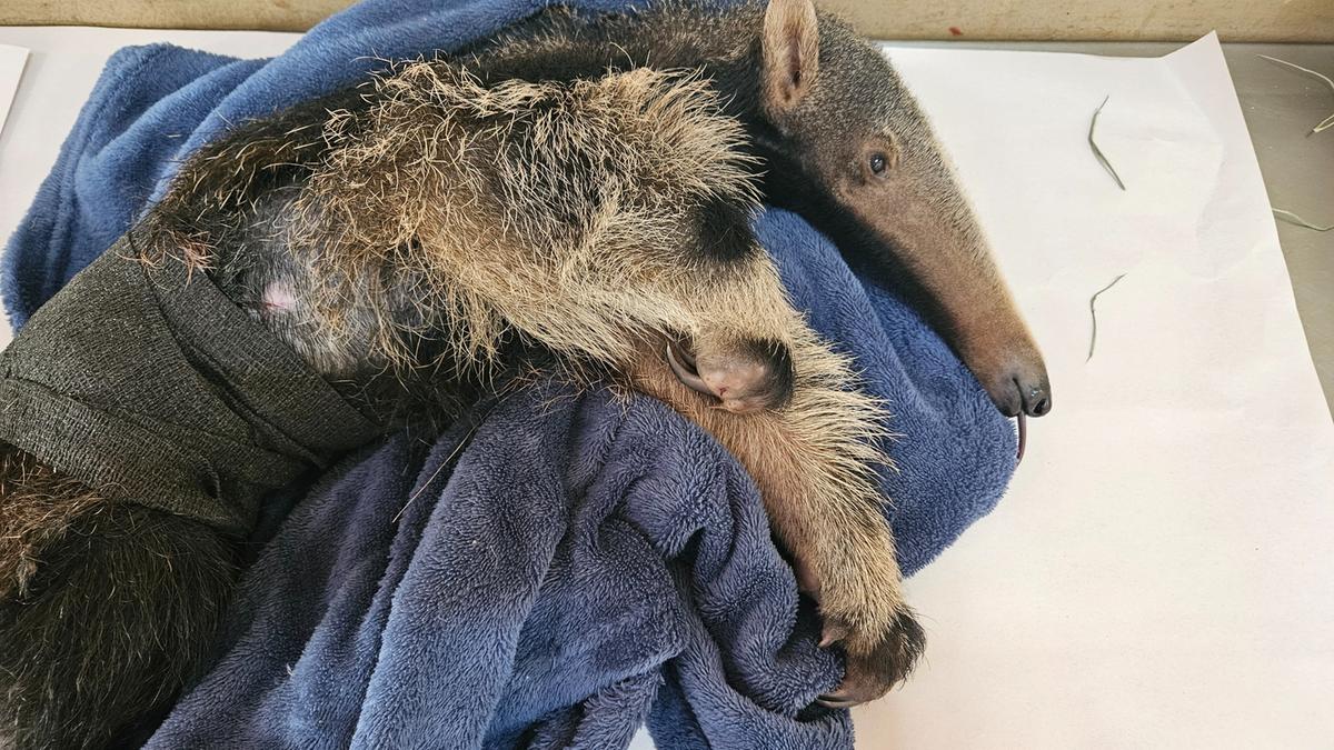 Filhote de tamanduá-bandeira é tratado por equipe do Hospital Veterinário da Uniube após ataque de cães. (Foto/Divulgação/HVU)