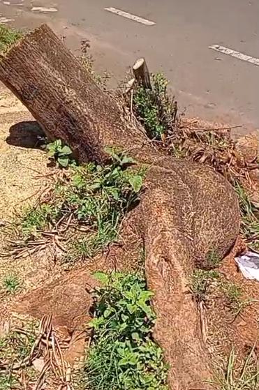 Segundo o denunciante, a espécie arbórea tombou para dentro de uma horta no local e, embora tenha sido cortada, o tronco com a raiz não foi removido, obstruindo e danificando parte da calçada (Foto/Reprodução)