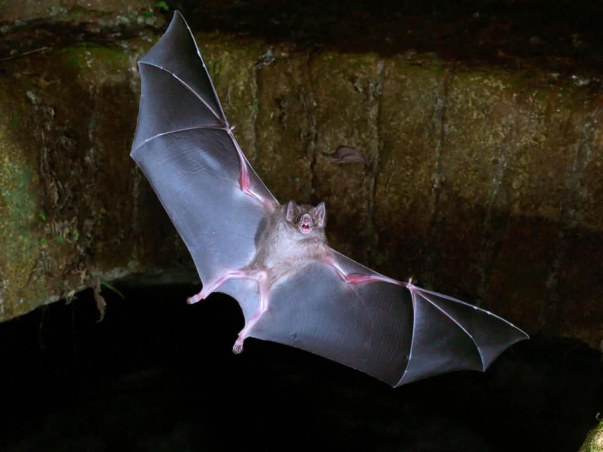 Ao avistar um morcego durante o dia ou caído no chão, a pessoa não deve tocá-lo e deve acionar o Corpo de Bombeiros para a remoção (Foto/Divulgação)