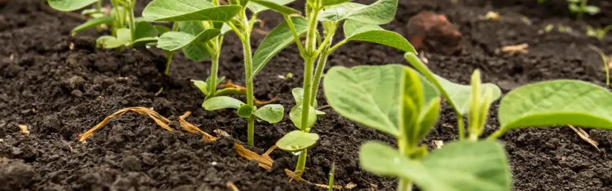 A área plantada com soja deve chegar a 89,7 mil hectares, mantendo o mesmo patamar da última safra (Foto/Divulgação)