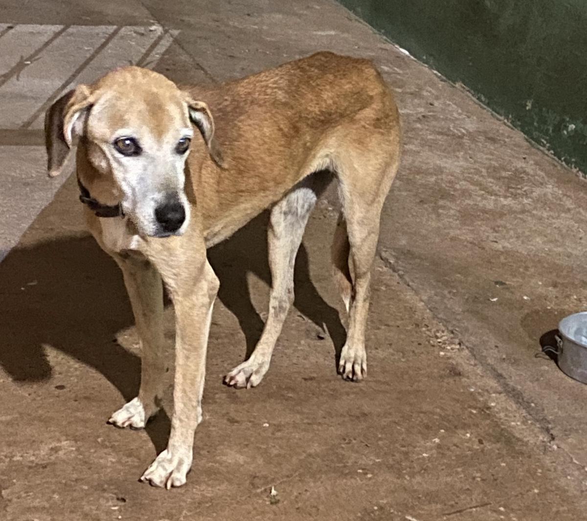 A tutora foi presa sob alegação de maus-tratos e encaminhada ao presídio, antes mesmo da conclusão da apuração do caso (Foto/Reprodução)