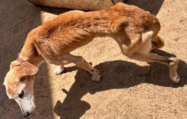 O procedimento ocorreu em 7 de novembro, após consulta ao Ministério Público, que, segundo o município, informou não ver impedimento para o procedimento considerando o laudo técnico (Foto/Reprodução)