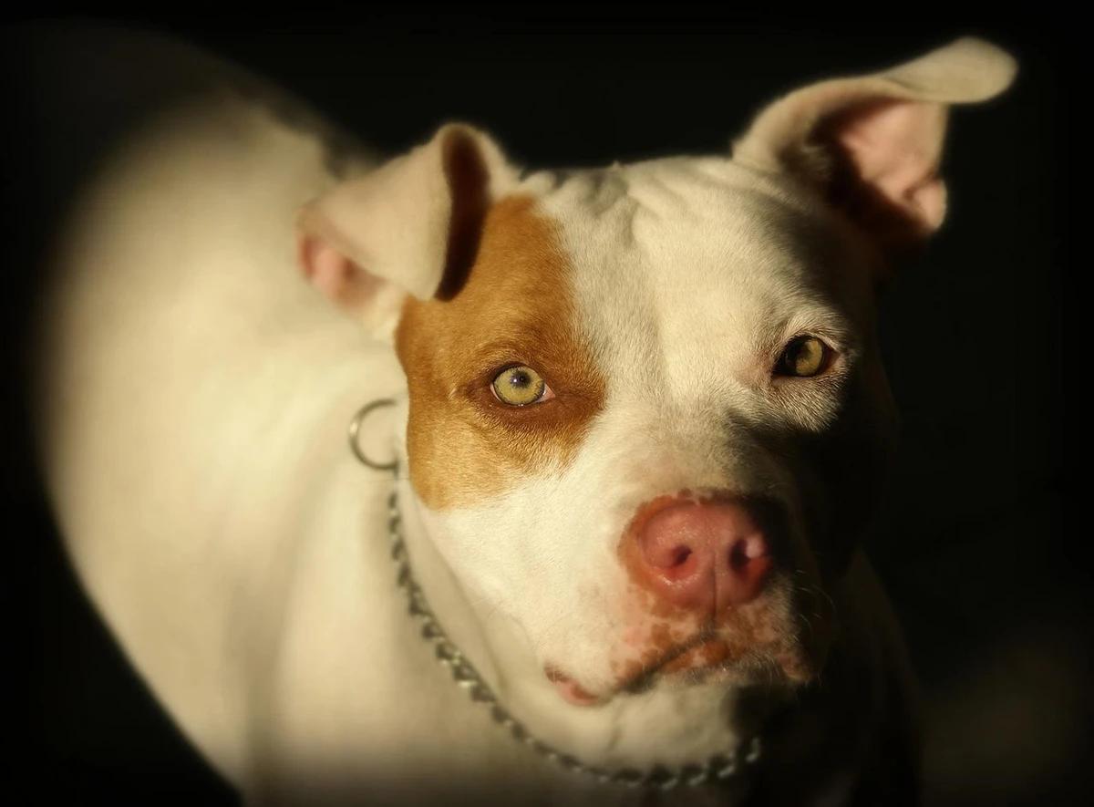 Cão da raça pitbull foi contido após a chegada dos bombeiros (Imagem ilustrativa) (Foto/Pixabay)