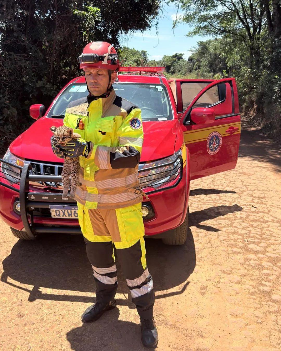 Suspeita é de que o animal tenha sido atropelado (Foto/Divulgação Corpo de Bombeiros)