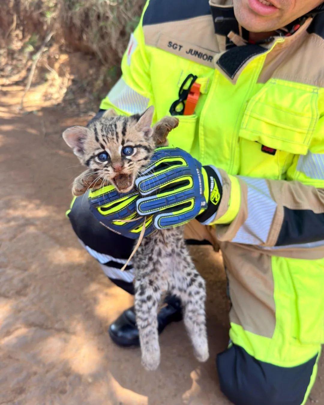 Filhote foi encaminhado para atendimento veterinário em Uberaba (Foto/Divulgação Corpo de Bombeiros)