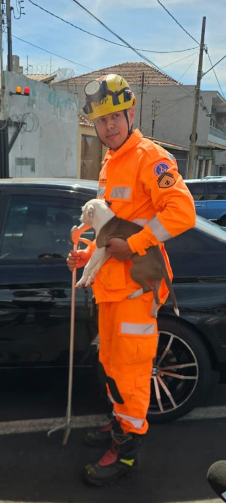 Segundo os bombeiros, o animal não apresentava sinais de maus-tratos ou ferimentos (Foto/Divulgação)
