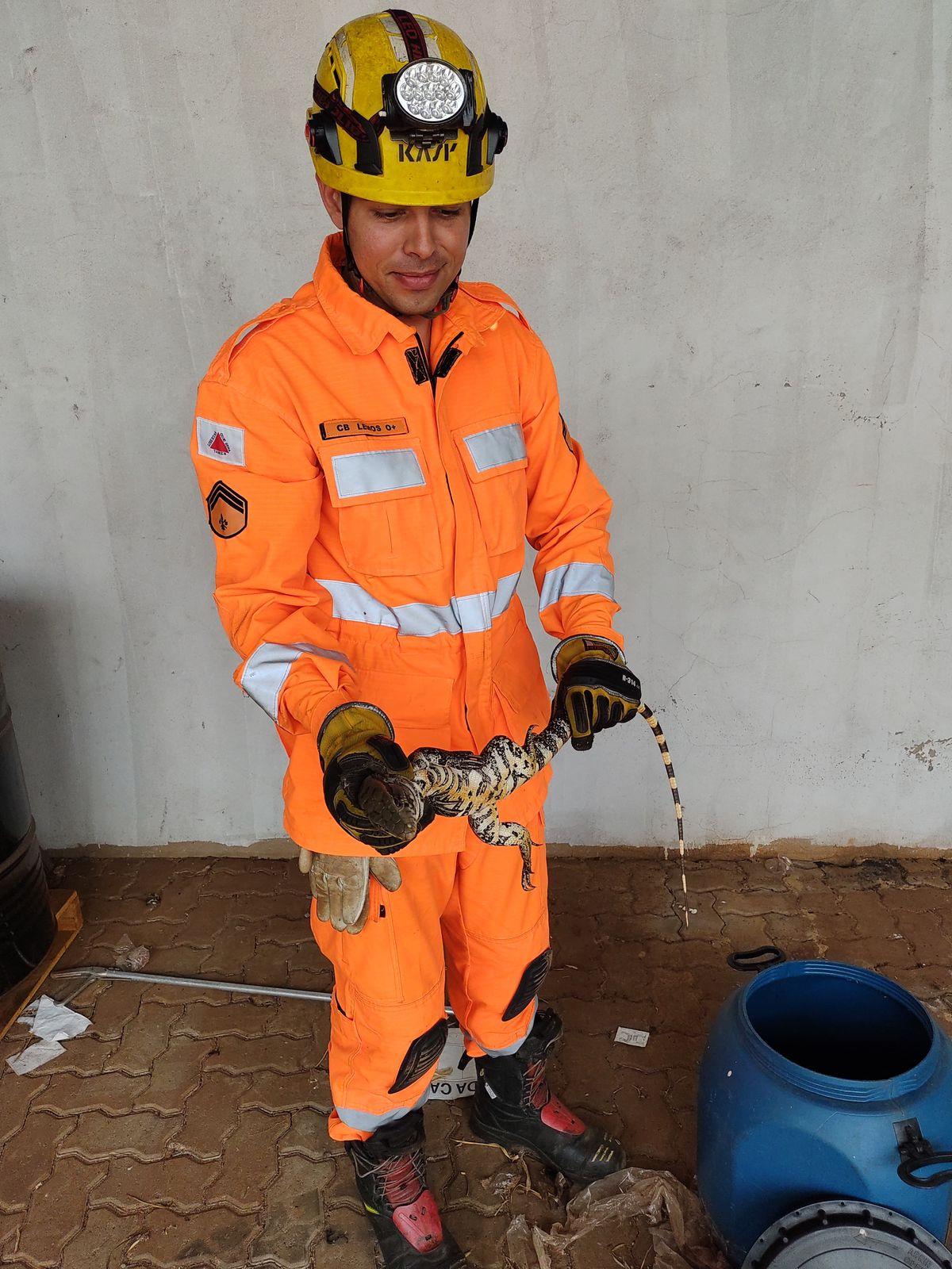 Animal permaneceu calmo durante a captura (Foto/Divulgação)