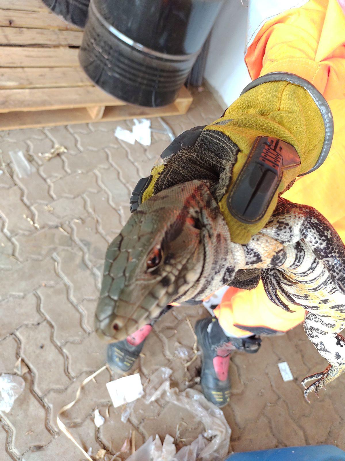 Lagarto foi reintegrado ao seu ambiente natural após a captura (Foto/Divulgação)