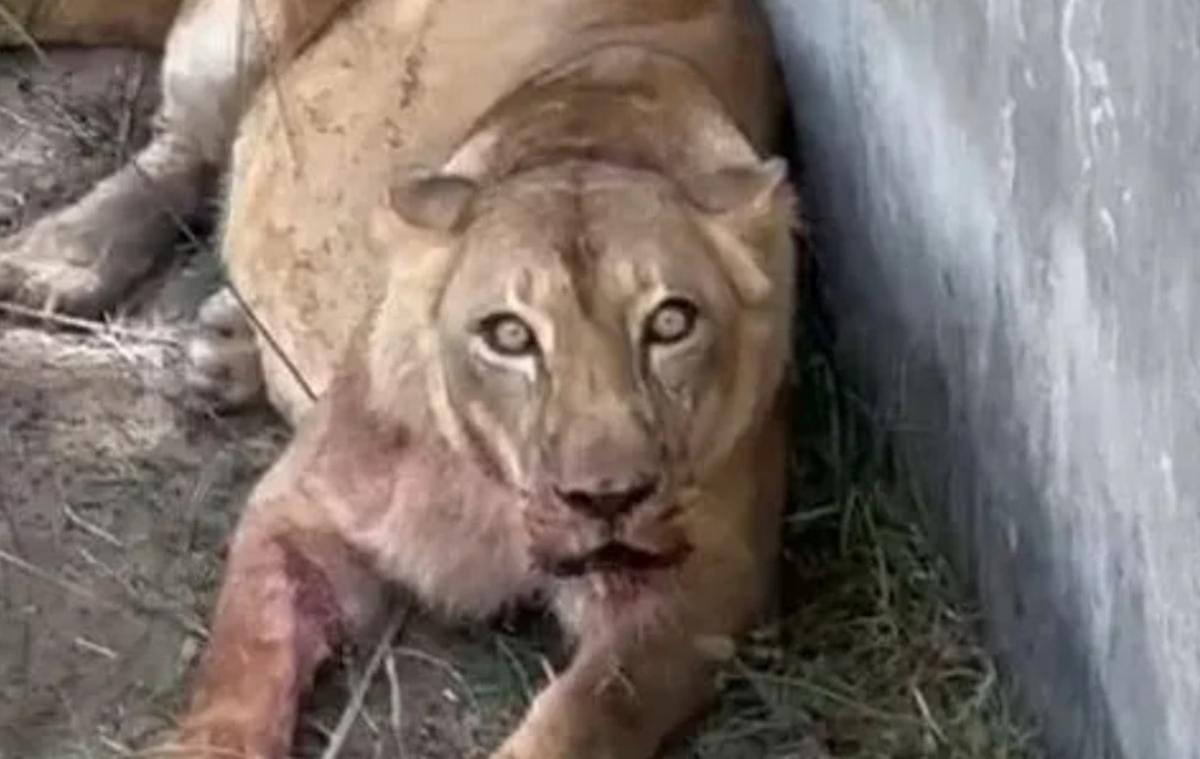 Leoa após o ataque a homem que invadiu a jaula (Foto/Reprodução)
