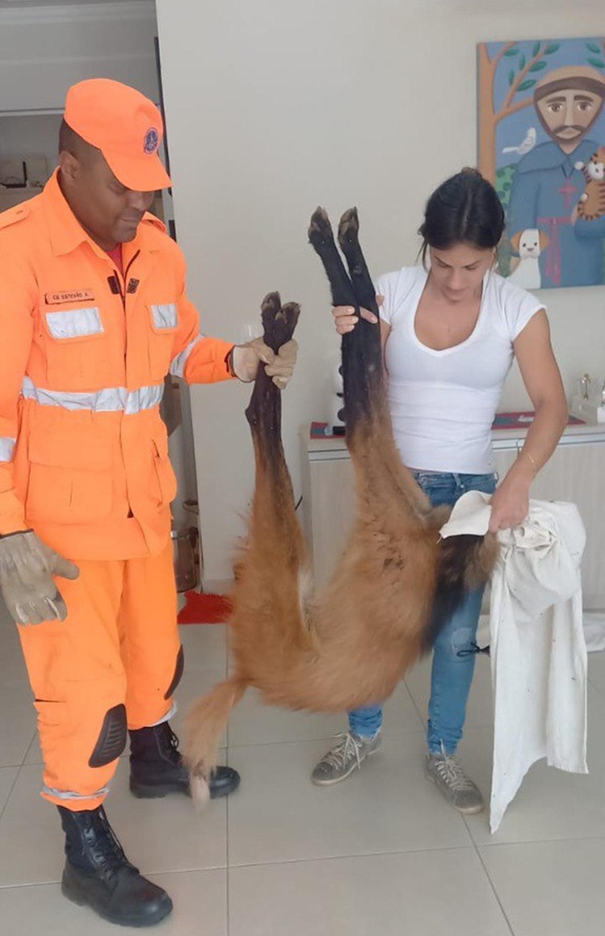 Após estabilização, a veterinária encaminhou o lobo ao Hospital Veterinário de Uberaba, referência no atendimento de fauna silvestre para tratamento especializado (Foto/Divulgação)