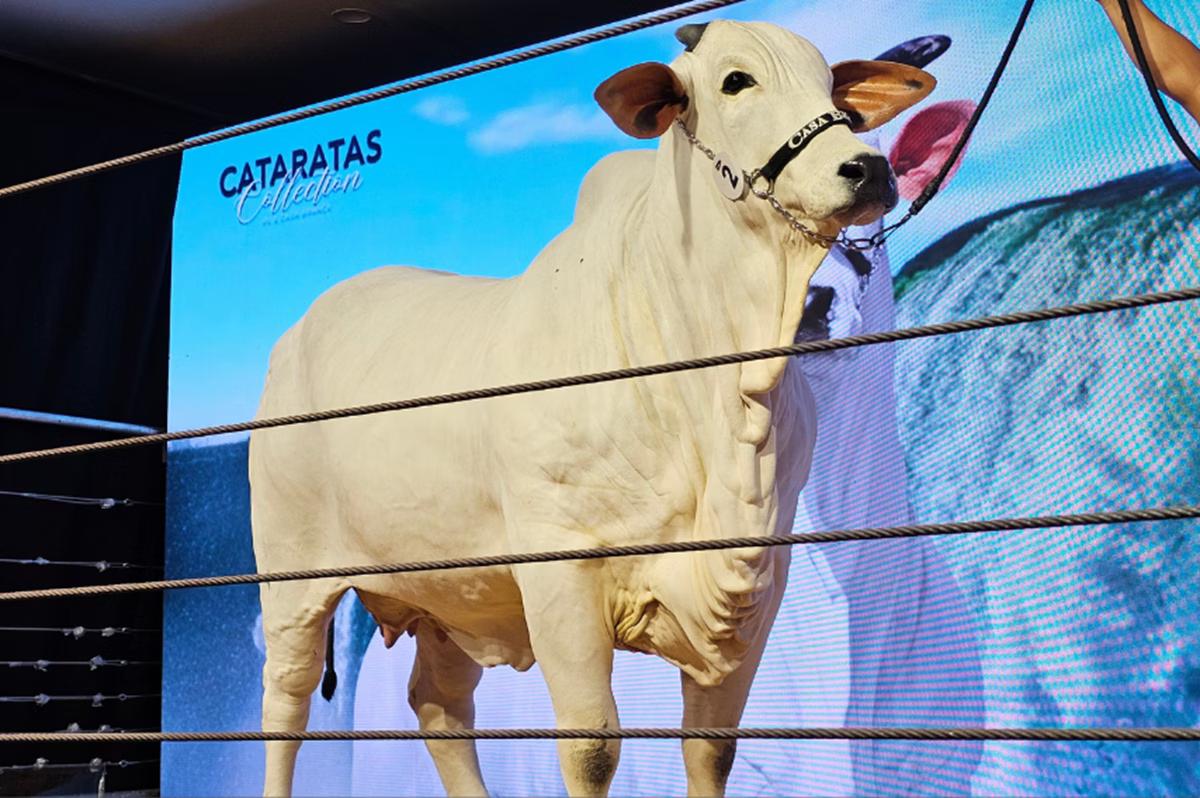 A vaca nelore Donna Fiv Ciav teve 25% dos seus direitos comercializados por R$ 13,5 milhões, o que eleva seu preço final a R$ 54 milhões (Foto/Divulgação/Programa Leilões)