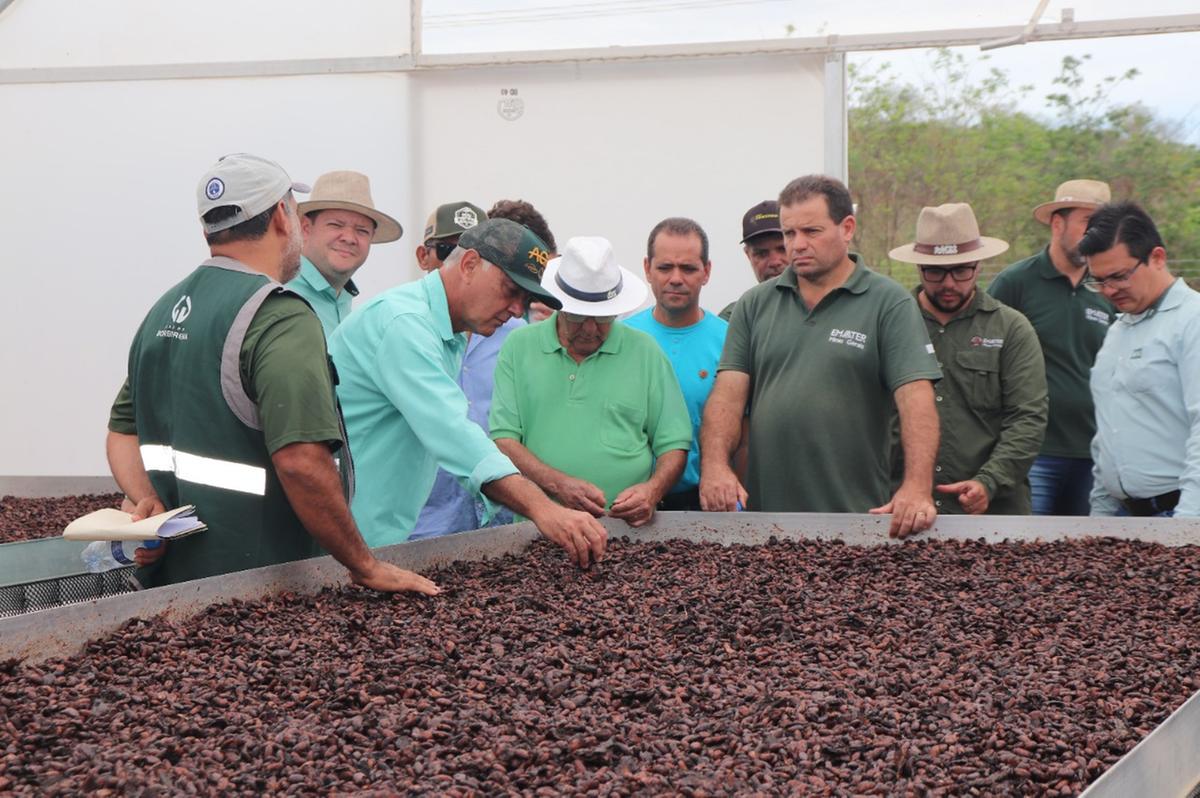 Grupo de produtores rurais e técnicos de Uberaba conheceram plantios e processos de colheita de cacau nas cidades de Janaúba e Jaíba, no norte de Minas (Foto/Ricardo Guimarães)