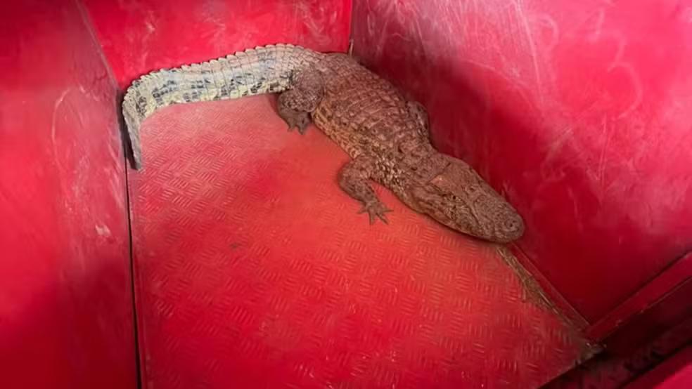 O jacaré, que não apresentava ferimentos, foi encaminhado ao Centro de Triagem de Animais Silvestres (Cetras), onde passará por avaliação antes de ser devolvido ao habitat natural (Foto/Divulgação)