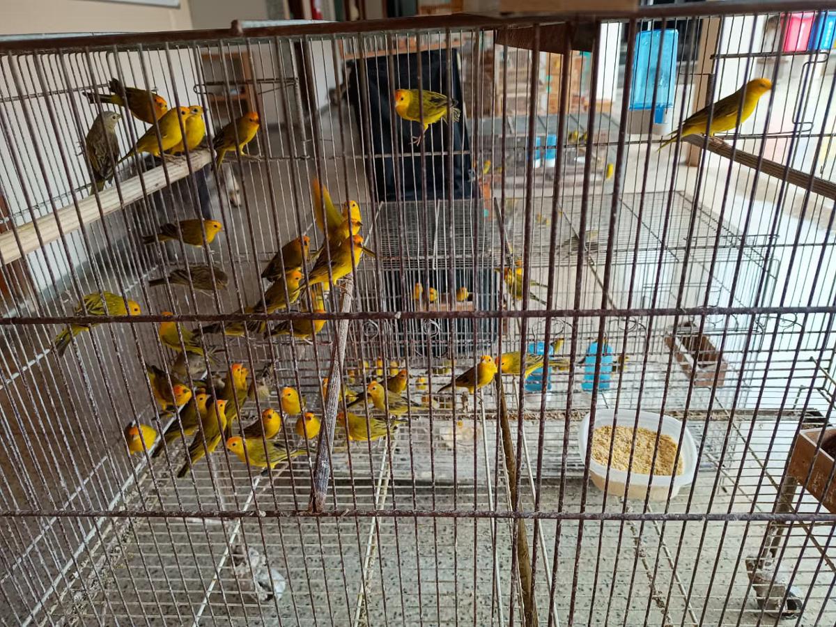 Polícia do Meio Ambiente apreende 190 canarinhos em cativeiro e vasto material para criação e vendas das aves (Foto/PMMAmb)