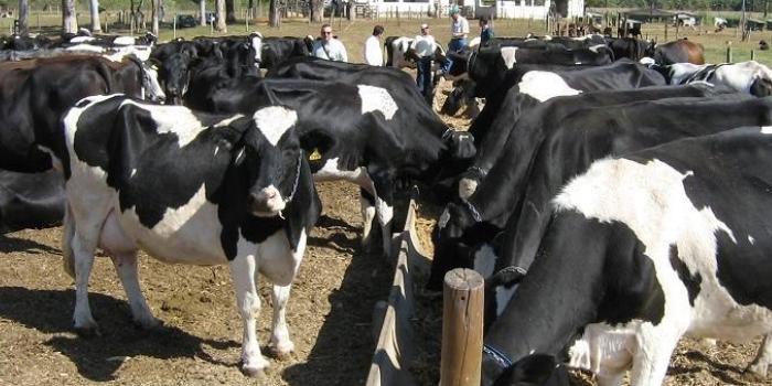 TJMG mantém condenação de R$ 25 mil por acusação infundada de furto de gado