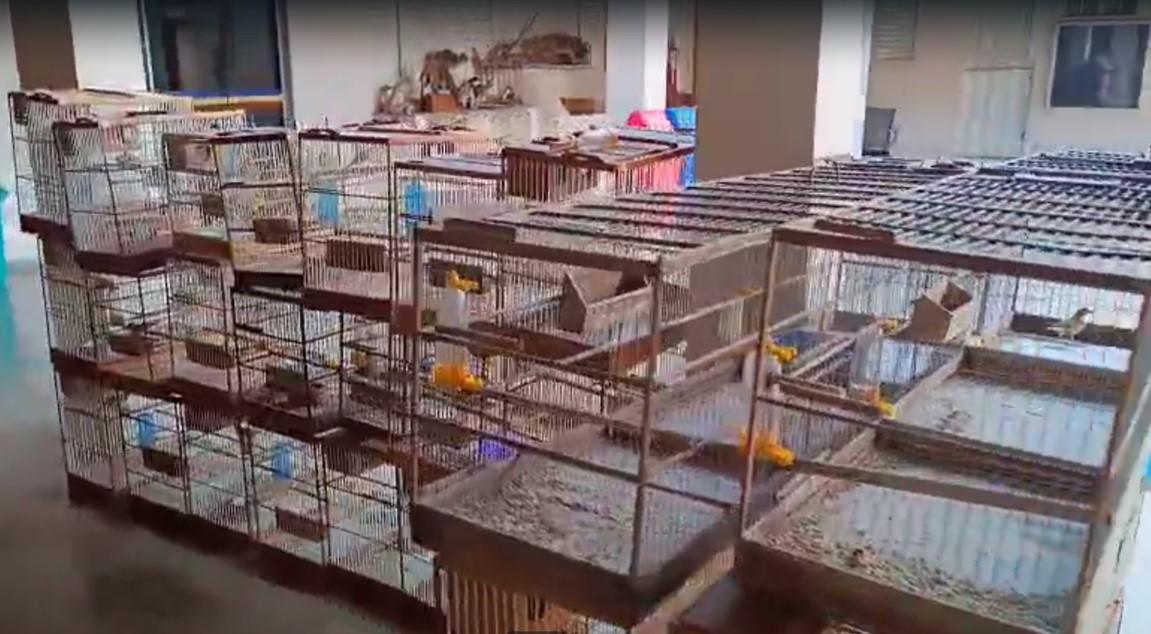 Polícia Militar de Meio Ambiente apreende 299 aves silvestres, mantidas ilegalmente em cativeiro, e as operações resultaram em duas prisões e multas. (Foto/Divulgação)