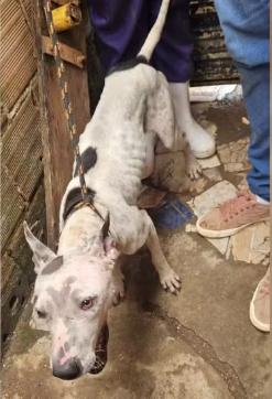 Ao todo foram três cães resgatados. (Foto/Polícia Civil/Divulgação)